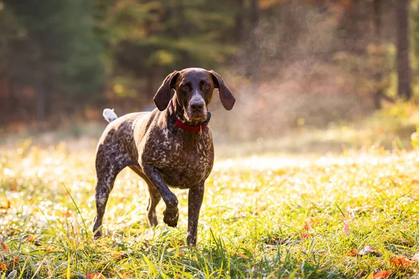 Hond Het Herfstbos — Stockfoto