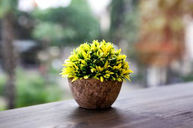 yeşil çimenler şehrin arka planında bir tencerede