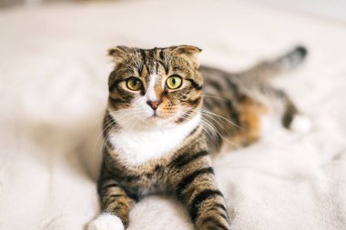 Düşük açılı kedi bakışları 