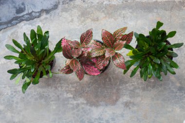 Mini bitki özgeçmişi, stok fotoğrafı.