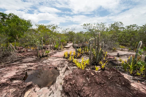 Cactus formations on beautiful natural dry cerrado vegetation