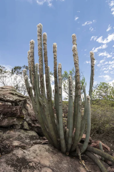 Beautiful Cactus Formation Dry Natural Cerrado Vegetation — Stockfoto