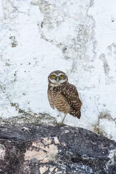 Burrowing Owl White Tombstone Byzantine Cemetery —  Fotos de Stock