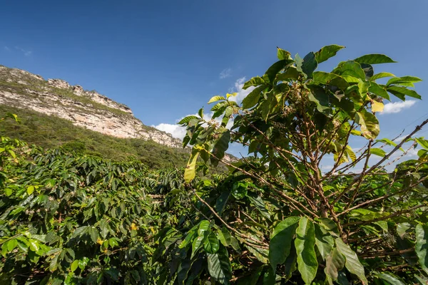 Coffee Plantation Beautiful Cerrado Landscape Mountains — Stockfoto