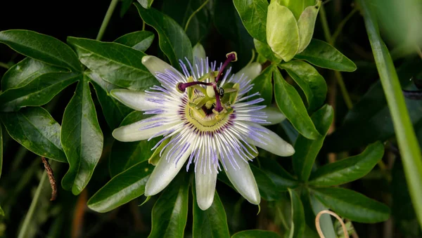 Ljus Blomma Med Mortel Gröna Blad — Stockfoto