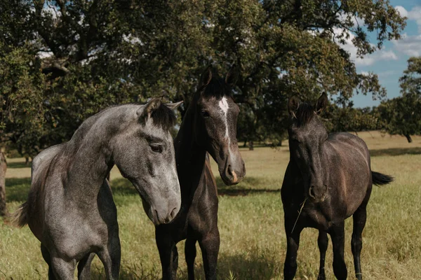 Three Horses Looking Camera Meadow — Stock Photo, Image