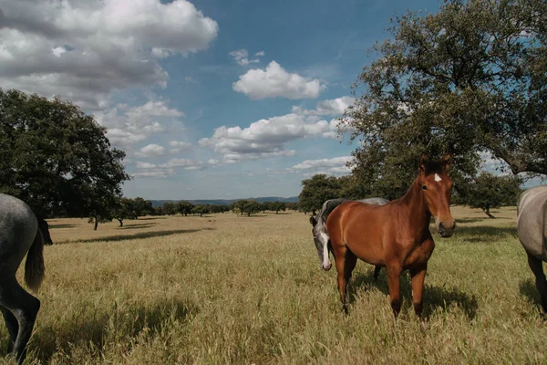 草地上的一匹棕色的马和其他的马 — 图库照片