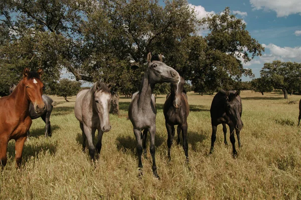 6頭の馬が牧草地を歩き — ストック写真