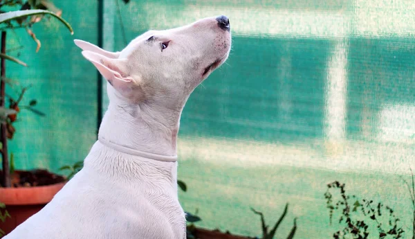 White Bull Terrier Pies Spogląda Górę Ogrodzie Domu Rasa Bull — Zdjęcie stockowe