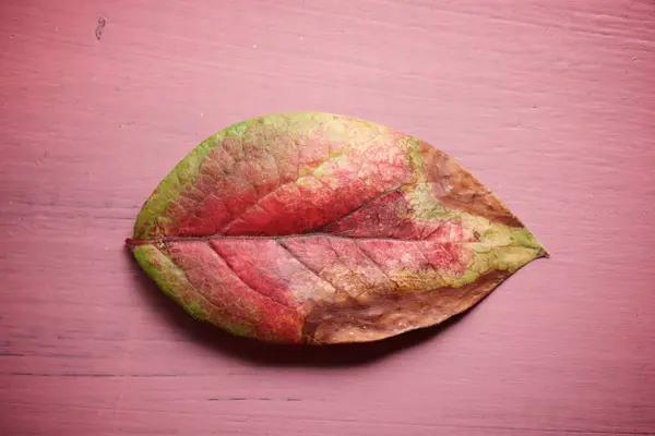 Yaban mersininin sonbahar yaprakları ahşap bir masada.