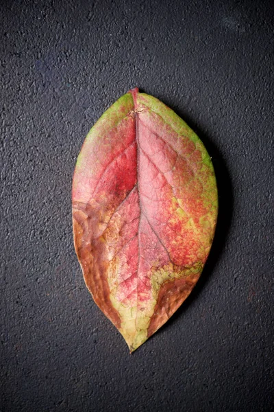 Foglia Autunnale Mirtillo Tavolo Legno — Foto Stock