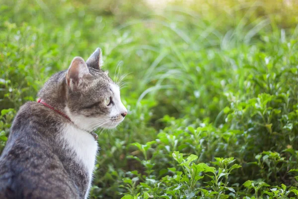 Thailändsk Katt Kyla Trädgården Hem Stock Foto — Stockfoto