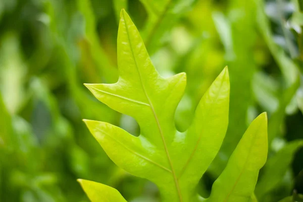 Gröna Blad Trädgården — Stockfoto