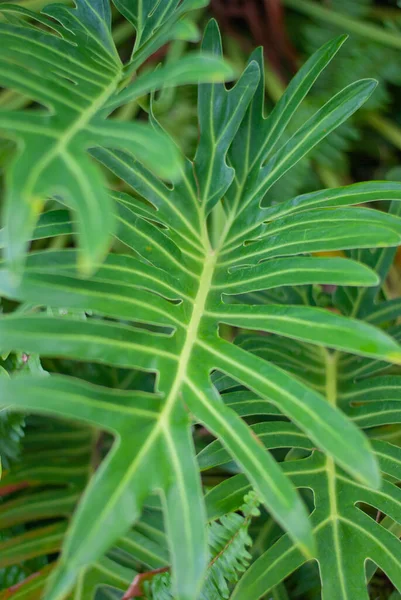 Tropisch Groen Blad Van Dichtbij Bekeken — Stockfoto