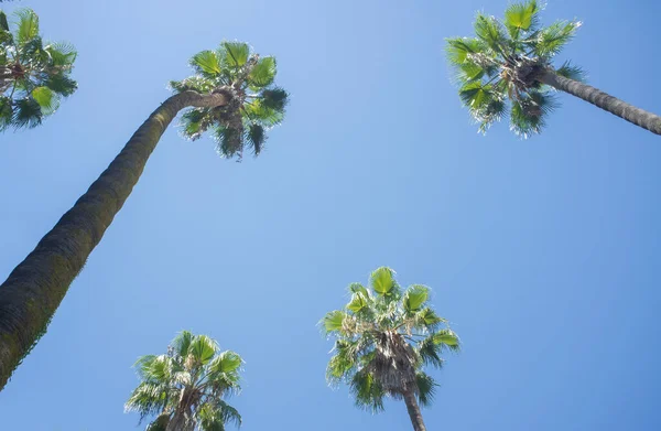 High Palm Trees Blue Sky Background — Stock Photo, Image