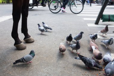 Central Park 'ta güvercinlerin yanında duran at.