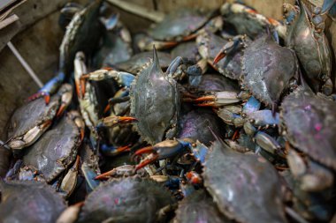 Deniz ürünleri pazarında yengeçler.