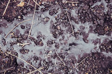 Topraktaki kuru bitkiler