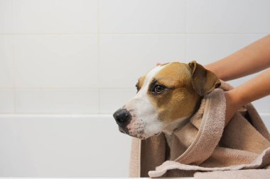 Köpeği banyoda temizliyorum. Evcil hayvanlara bakmak, duştan sonra köpeği battaniyeyle kurutmak.