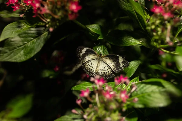 Mariposa Sentada Sobre Flor Rosa — Foto de Stock