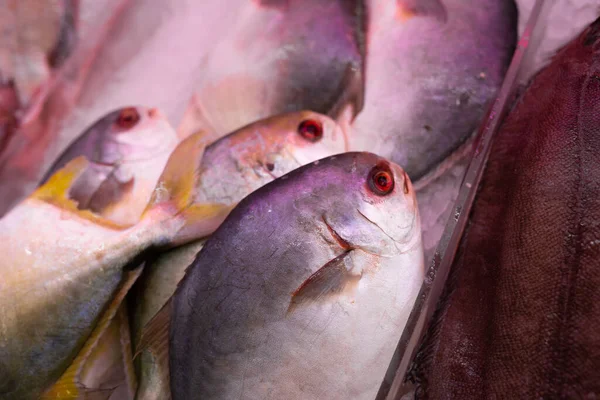 Fish Cooler Chinese Food Market — Stock Photo, Image