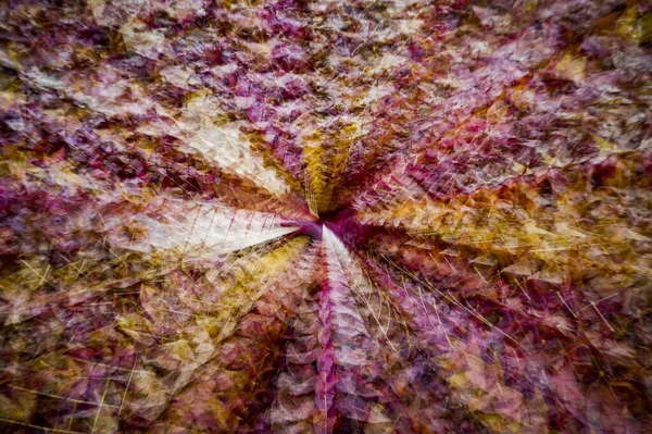 Güzel Renkli Bir Çiçeğe Yaklaş — Stok fotoğraf