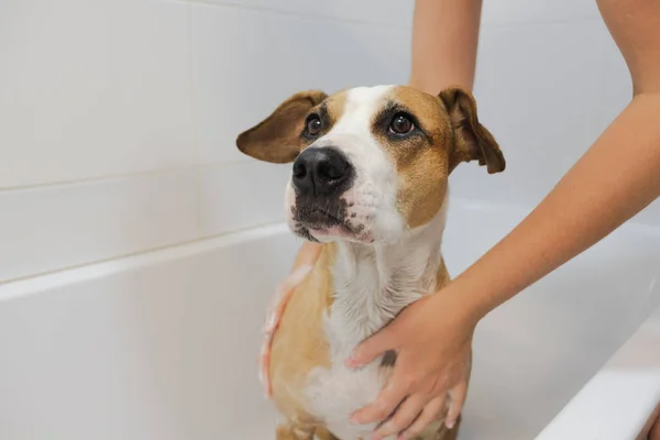 Limpar Cão Casa Banho Cuidados Higiene Animais Estimação Mãos Humanas — Fotografia de Stock
