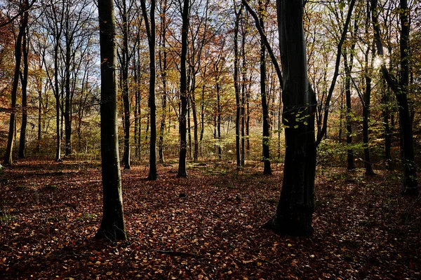 Höst Skog Med Träd Och Blad — Stockfoto