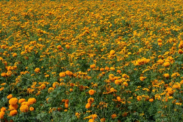 Sempasuchitl Συγκομιδή Λουλουδιών Puebla — Φωτογραφία Αρχείου