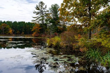 Ağaçlar ve ormanlarla dolu güzel sonbahar manzarası