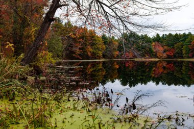 Ağaçlar ve yapraklarla dolu sonbahar manzarası