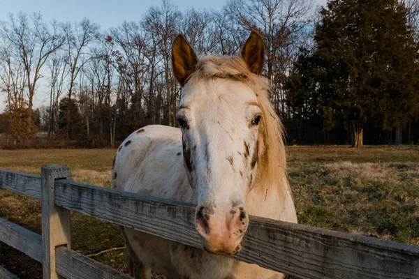Portrait Beautiful White Horse Field — Stock Photo, Image