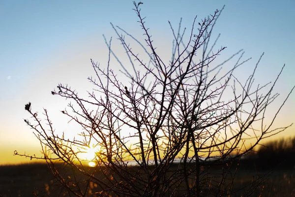 Beautiful Sunset Field — Stock Photo, Image