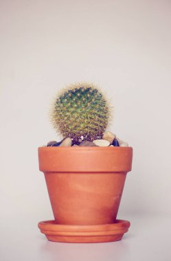 Beyaz arka planda bir tencerede kaktüs