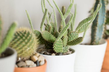 Güzel botanik fotoğrafı, doğal duvar kağıdı.