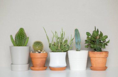 Beyaz arka planda yeşil kaktüs.