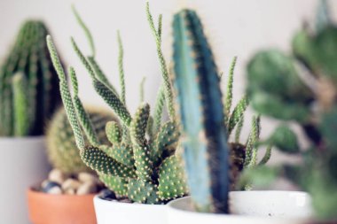 Yeşil kaktüs bitki tencerede