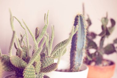 Güzel botanik fotoğrafı, doğal duvar kağıdı.