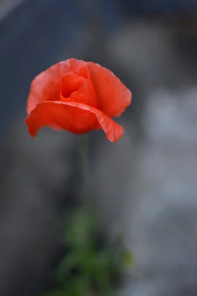 Flor Papoula Vermelha Jardim — Fotografia de Stock