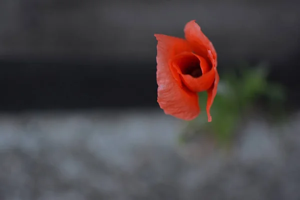 深色背景下美丽的红色罂粟花 — 图库照片