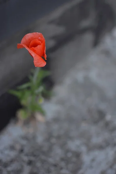 Красный Цветок Мака Саду — стоковое фото