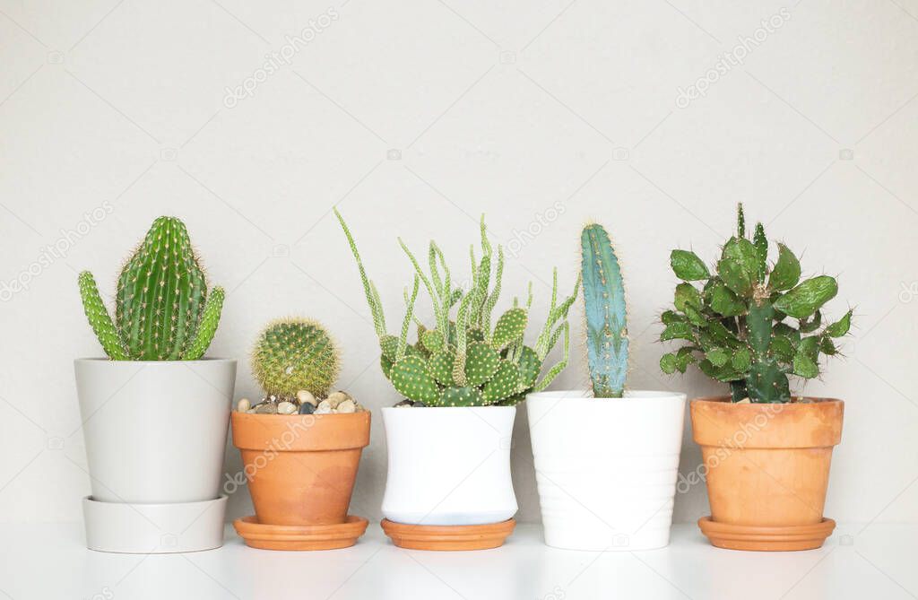 green cactus in a pot on a white background