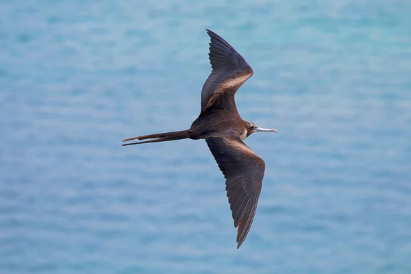 Een Meeuw Die Zee Vliegt — Stockfoto