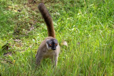 Some Brown lemurs play in the meadow and a tree trunk and are waiting for the visitors clipart