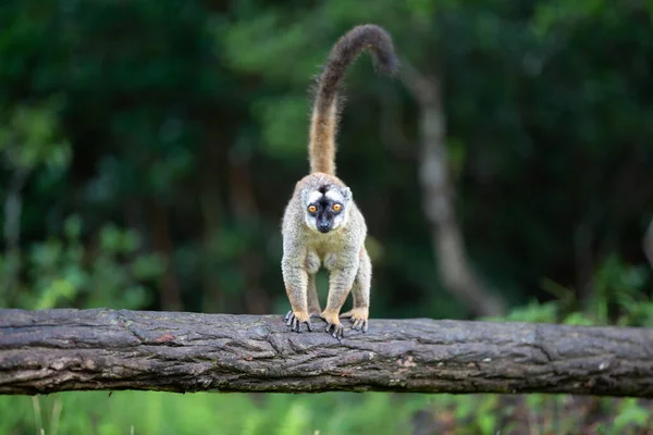Brun Lemur Står Trädstam — Stockfoto