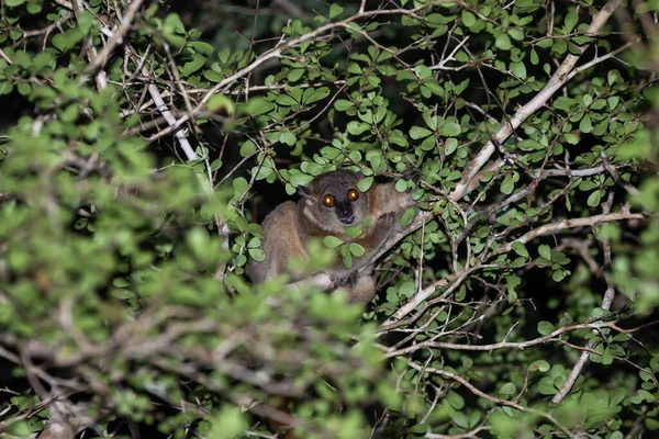 Liten Lemur Gömmer Sig Mellan Grenarna Och Bladverket Ett Träd — Stockfoto