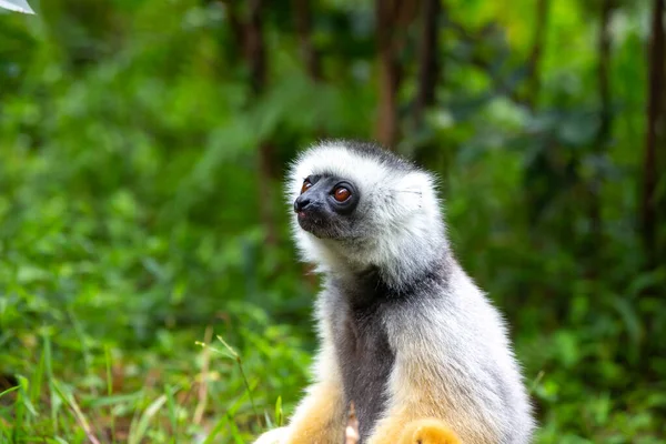 One Diademed Sifaka Its Natural Environment Rainforest Island Madagascar — Stock Photo, Image