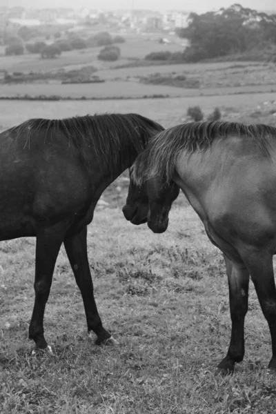 Caballos Blancos Negros Campo —  Fotos de Stock