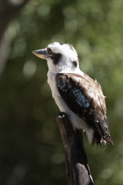 bir kuşun siyah beyaz fotoğrafı