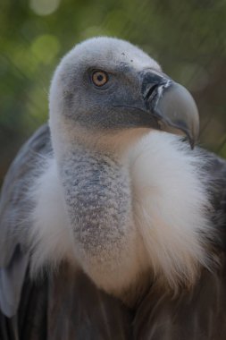 Beyaz kuyruklu kartalın yakın çekimi